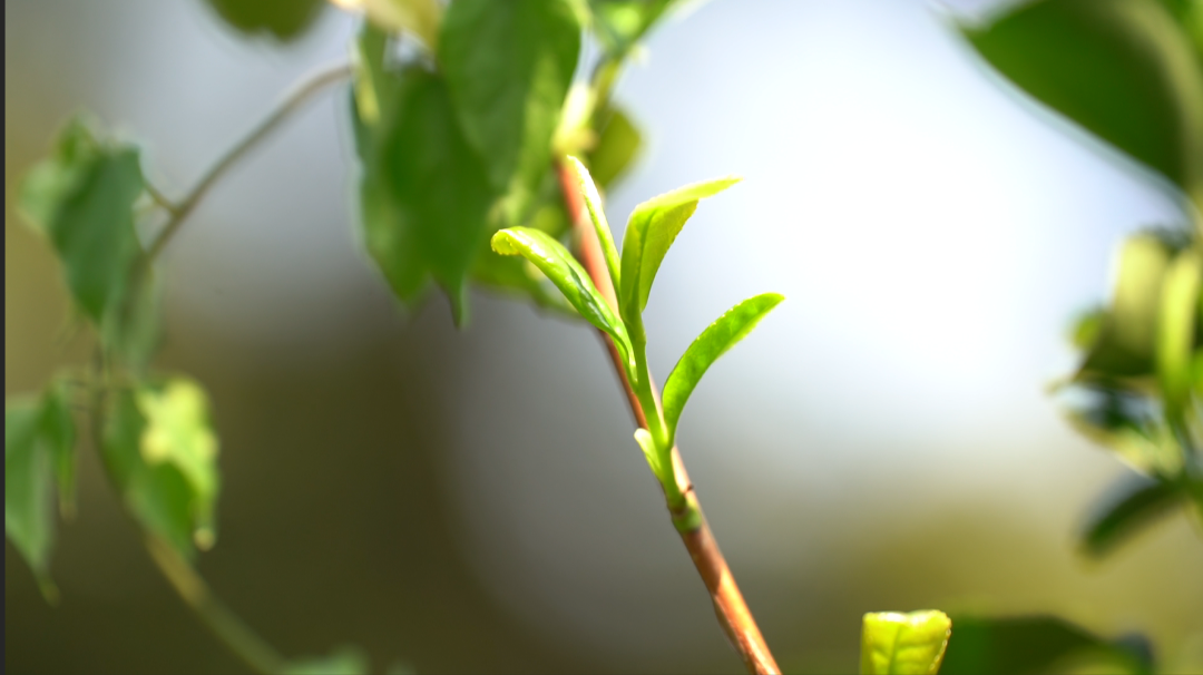 微信圖片_20250317134724.png 微信圖片_20250317134724.png