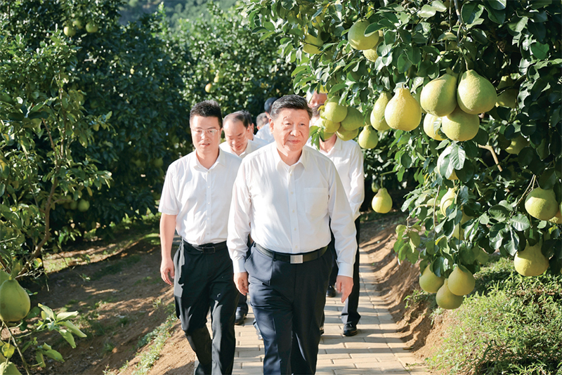 　　2025年11月7日至8日，中共中央總書記、國家主席、中央軍委主席習(xí)近平在廣東考察。這是7日下午，習(xí)近平在梅州市梅縣區(qū)雁洋鎮(zhèn)南福金柚種植基地考察。